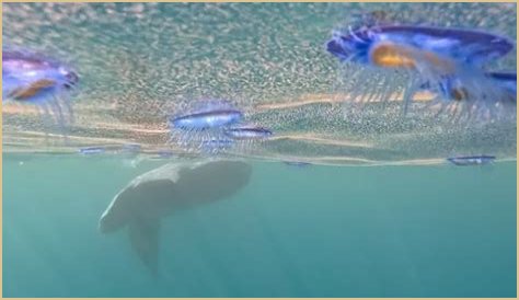 A mola mola eats sailing velella off the coast of Newport Beach