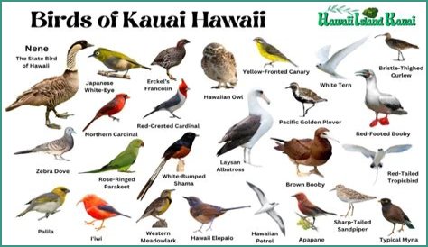 Birdsong, an animation about Hawaii's Kaua'i 'ō'ō