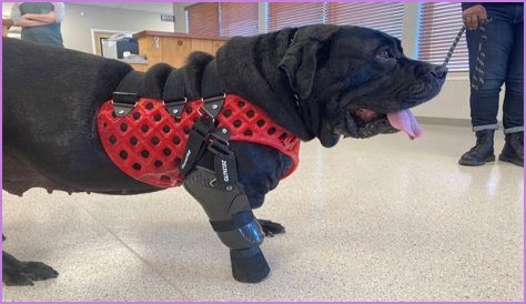 Derby the dog runs on his 3D printed prosthetic paws