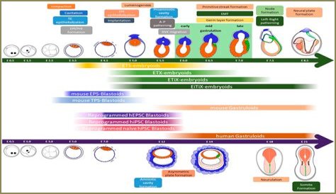 Observation of shell-less chick embryo development
