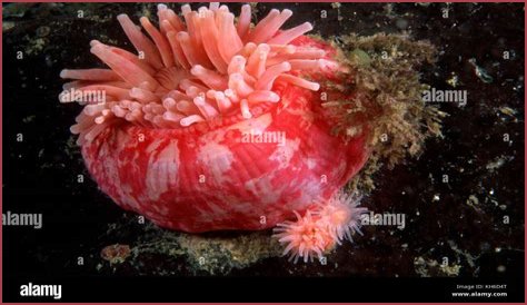 The Stomphia coccinea sea anemone can swim