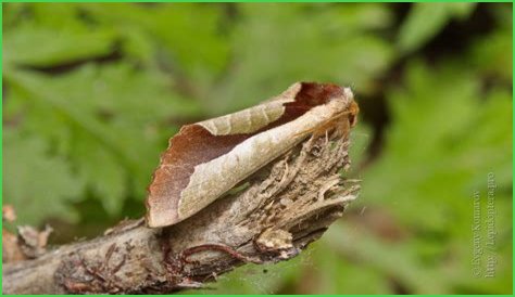 Uropyia meticulodina: Amazing camouflage of a leaf-like moth