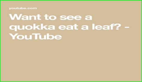 Want to see a quokka eat a leaf?